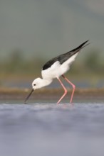 Black-winged stilt (Himantopus himantopus) walking in water, Kwazulu Natal Province, South Africa,