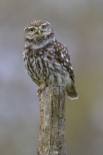 Little Owl (Athene noctua), calling male on willow pole, biosphere reserve, Swabian Alb,