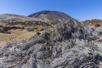 Tenerife National Park, behind it the volcano Pico de Teide, 3718m, World Heritage Site, Tenerife,