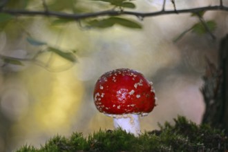 Fly agaric (Amanita muscaria), Schleswig-Holstein, Germany, Europe