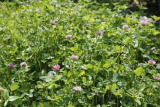 Clover (Trifolium), wildflower meadow with pink flowers, green grass, spring, plants, flowers,