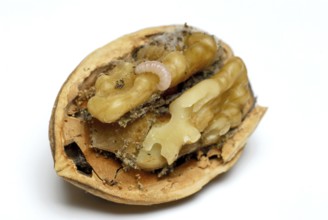 Walnut (Juglans regia) with worm infestation, spoiled, inedible, maggot