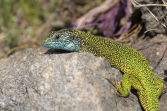 European green lizard (Lacerta viridis) eastern male, basking on stone