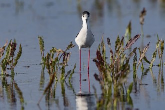 Black-winged Black-winged Stilt (Himantopus himantopus), adult, frontal, shallow water,