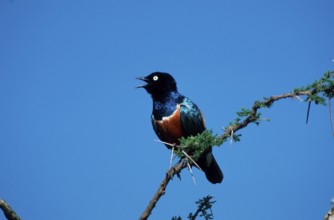 Superb Starling (Lamprotornis superbus), Serengeti national park, Tanzania, Dreifarben-Glanzstar,