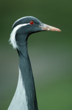 Demoiselle crane (Anthropoides virgo) (Grus virgo), lateral, side, profile