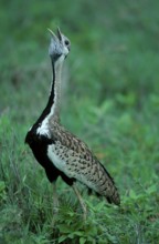 Black-bellied Bustard, Ngorongoro Crater, Tanzania (Eupodotis melanogaster), Black-bellied Bustard,