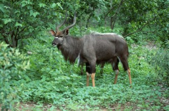 Nyala, male, Kruger National Park, South Africa (Tragelaphus angasi), lowland nyala, Kruger