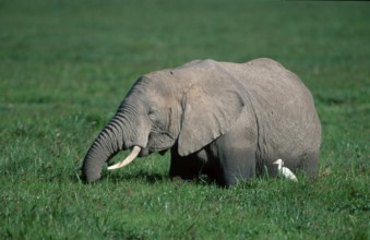 African Elephant (Loxodonta africana) eating, Amboseli national park, Kenya, Africa