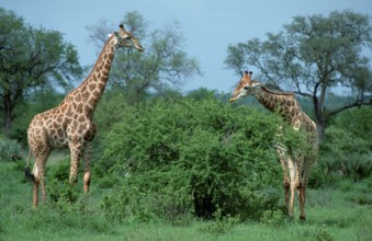 Cape Giraffes (Giraffa camelopardalis giraffa), Kruger national park, South_Africa