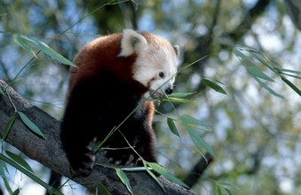 Red Panda (Ailurus fulgens) eating, red panda, feeding, Cat Bear