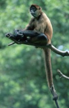 Black-handed Geoffroy's spider monkey (Ateles geoffroyi)