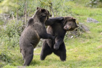 European brown bear (Ursus arctos), European brown bear