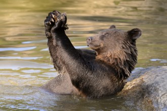 European brown bear (Ursus arctos)