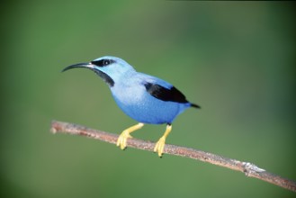 Purple Honeycreeper (Cyanerpes caeruleus), Trinidad