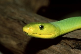 Western Green Mamba (Dendroaspis viridis)