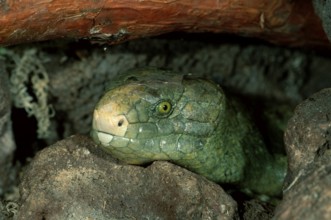 Solomon Island Skink (Corucia zebrata), Solomon Tiliquine Skink