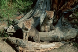 Coyote (Canis latrans) cubs, Montana, USA, North America