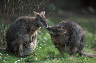 Tammar wallabies, pair (Wallabia eugenii)