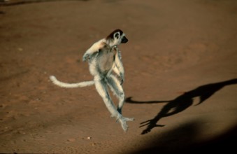 Verreaux's Sifaka (Propithecus verreauxi), Berenty, Madagascar, freistellbar, Africa