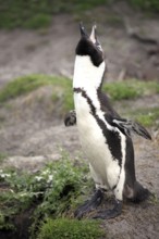 African penguin (Spheniscus demersus), male, Betty's Bay, South Africa, Africa