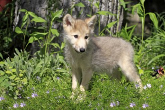 Gray wolf (Canis lupus), young animal, 8 weeks old