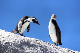 African penguin (Spheniscus demersus) and young bird, Boulder, South Africa, Africa