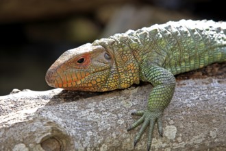 Paraguay Caiman Lizard (Dracaena guianensis) (Dracaena paraguayensis), side