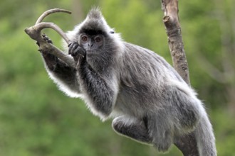 Silver leaf monkey, Labuk Bay, Sabah, Borneo (Presbytis cristatus), Silvery silvery lutung