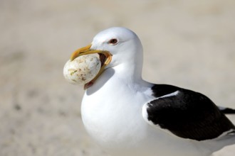 Kelp gull (Larus dominicanus) with grasped egg, Boulder, Simon's Town, Western Cape, South Africa,