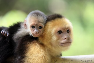 White-headed capuchin (Cebus capucinus), female with young, Honduras, Central America