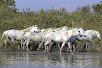 Camargue horses, Camargue, Provence, South of France, Camargue horse, grey, lateral