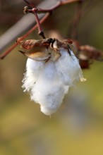 Kapok tree, Nosy silk-cotton (Bombax bombacoideae (Bombacaceae), Madagascar, Africa