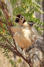 Verreaux's sifakas (Propithecus verreauxi), female and juvenile, Berenty Reserve, Madagascar,