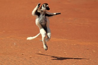 Verreaux's verreaux's sifaka (Propithecus verreauxi), Berenty Reserve, Madagascar, Africa