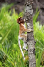 Coati, young, Labuk Bay, Sabah, proboscis monkey (Nasalis larvatus), Malaysia, Asia