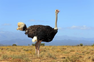 South african ostrich (Struthio camelus australis), male, Oudtshoorn, Klein Karoo, South Africa, l