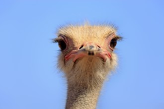 South african ostrich (Struthio camelus australis), male, Oudtshoorn, Klein Karoo, South Africa,