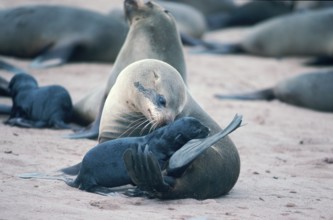 South African Fur Seals (Arctocephalus pusillus), female with young, Cape Cross, Namibia, Africa