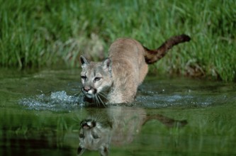 Cougar (Felis concolor)