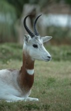 Red-necked Gazelle, male (Gazella dama ruficollis), Damagazelle, male