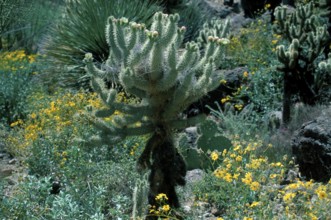 Teddybear Cholla, Arizona, USA (Opuntia bigelovii)