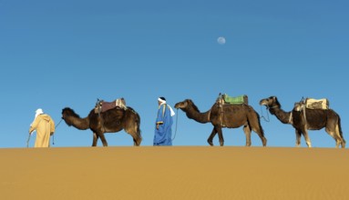 Morocco, camel driver, Berber, Erg Chebbi desert, dunes, Africa