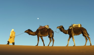 Morocco, camel driver, Berber, Erg Chebbi desert, dunes, Africa