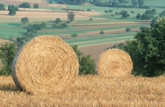 Straw bales on a stubble field