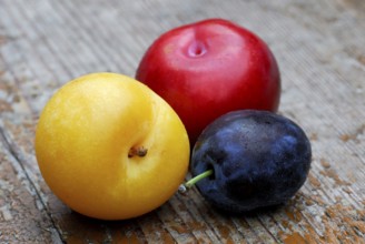 Yellow, red and blue Plums ( Prunus domestica) , Plum, plum, plum