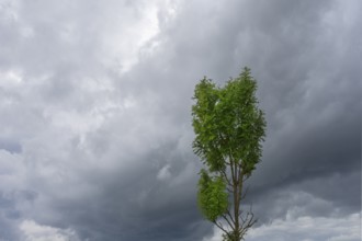 Rain clouds (Nimbostratus) with tree, Bavaria, Germany, Europe