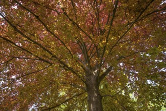 European beech (Fagus sylvatica), Baden-Württemberg, Germany, autumn, colourful leaves, Europe