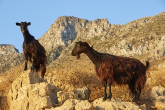 Goats (Caprae), on rocks, morning light, blue cloudless sky, Gramvoussa Peninsula, Pirate Bay,