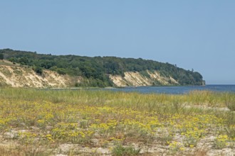 Nordperd, Göhren, Island of Rügen, Mecklenburg-Western Pomerania, Germany, Europe